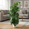 Combi deal - Monstera Pertusum XL inclusief elho Jazz Round geel Ø26 - 150 cm-Plant-Planten Magie