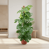 Combi deal - Monstera Pertusum XL inclusief elho Jazz Round geel Ø26 - 150 cm-Plant-Planten Magie