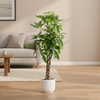 Combi deal - Pachira Aquatica inclusief elho Vibes Fold Round roze Ø30 - 160 cm-Plant-Planten Magie