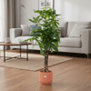 Combi deal - Pachira Aquatica inclusief elho Vibes Fold Round roze Ø30 - 160 cm-Plant-Planten Magie