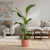 Combi deal - Strelitzia Nicolai inclusief elho Vibes Fold Round blauw Ø22 - 100 cm-Plant-Planten Magie
