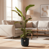 Combi deal - Strelitzia Nicolai inclusief elho Vibes Fold Round blauw Ø22 - 100 cm-Plant-Planten Magie