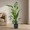 Combi deal - Strelitzia Nicolai inclusief elho Vibes Fold Round blauw Ø22 - 100 cm-Plant-Planten Magie