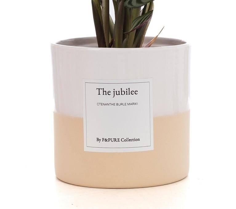 Ctenanthe Burle "The Jubilee" - Ø12cm - ↕25cm-Plant-Planten Magie