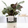 Ctenanthe Burle "The Jubilee" - Ø12cm - ↕25cm-Plant-Planten Magie