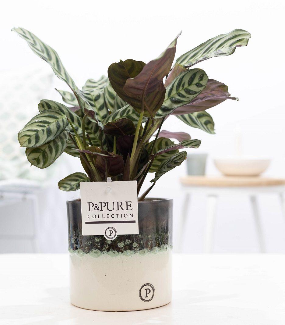 Ctenanthe Burle "The Jubilee" - Ø12cm - ↕25cm-Plant-Planten Magie