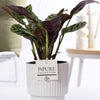 Ctenanthe Burle "The Jubilee" - Ø12cm - ↕25cm-Plant-Planten Magie