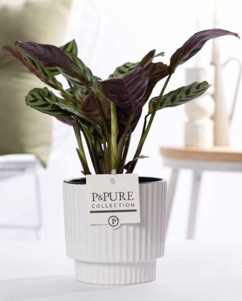 Ctenanthe Burle "The Jubilee" - Ø12cm - ↕25cm-Plant-Planten Magie