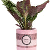 Ctenanthe Burle "The Jubilee" - Ø12cm - ↕25cm-Plant-Planten Magie