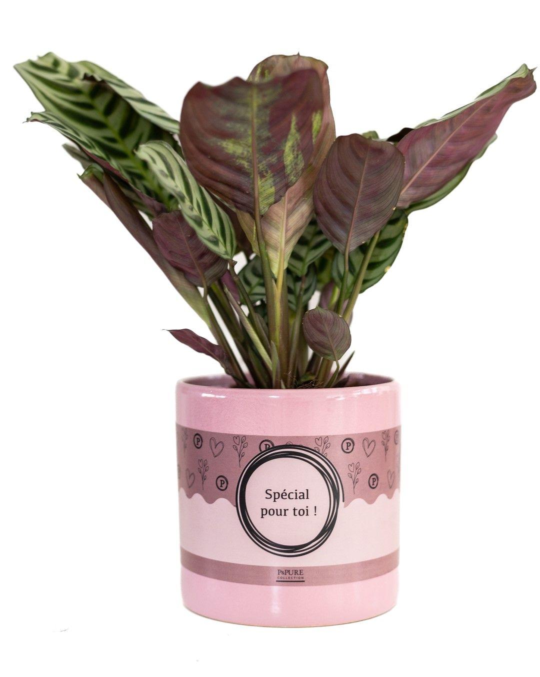 Ctenanthe Burle "The Jubilee" - Ø12cm - ↕25cm-Plant-Planten Magie