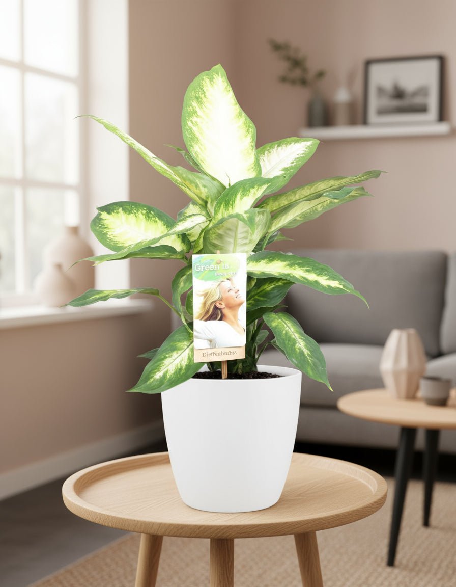Dieffenbachia Camilla - Ø17cm - ↕45cm + Pot Brussels D18x17cm - Wit - Plant - plantenmagie