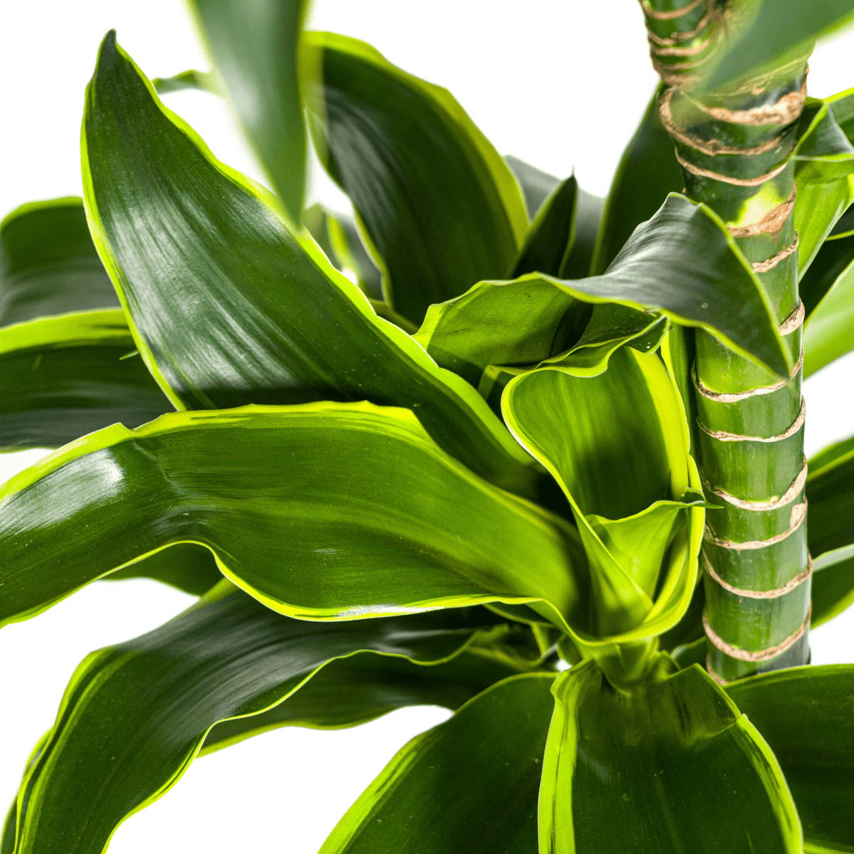 dracaena deremensis dorado Dracaena Deremensis Dorado with basket 100–120 cm