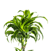 Dracaena Deremensis Dorado Ø27 cm – ↕ 170–190 cm-Planten-Planten Magie