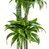 Dracaena Deremensis Dorado Ø27 cm – ↕ 170–190 cm-Planten-Planten Magie