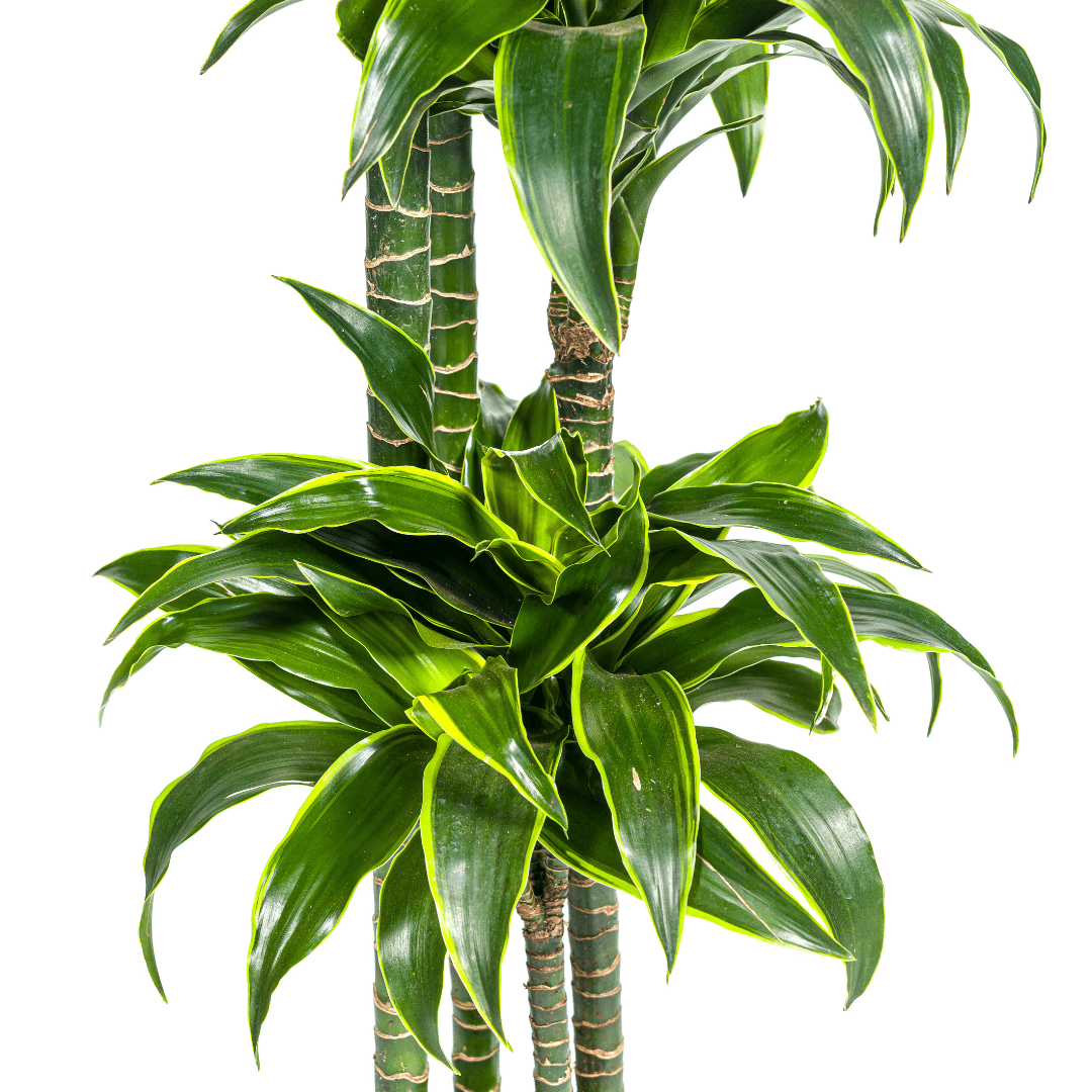 Dracaena Deremensis Dorado Ø27 cm – ↕ 170–190 cm-Planten-Planten Magie