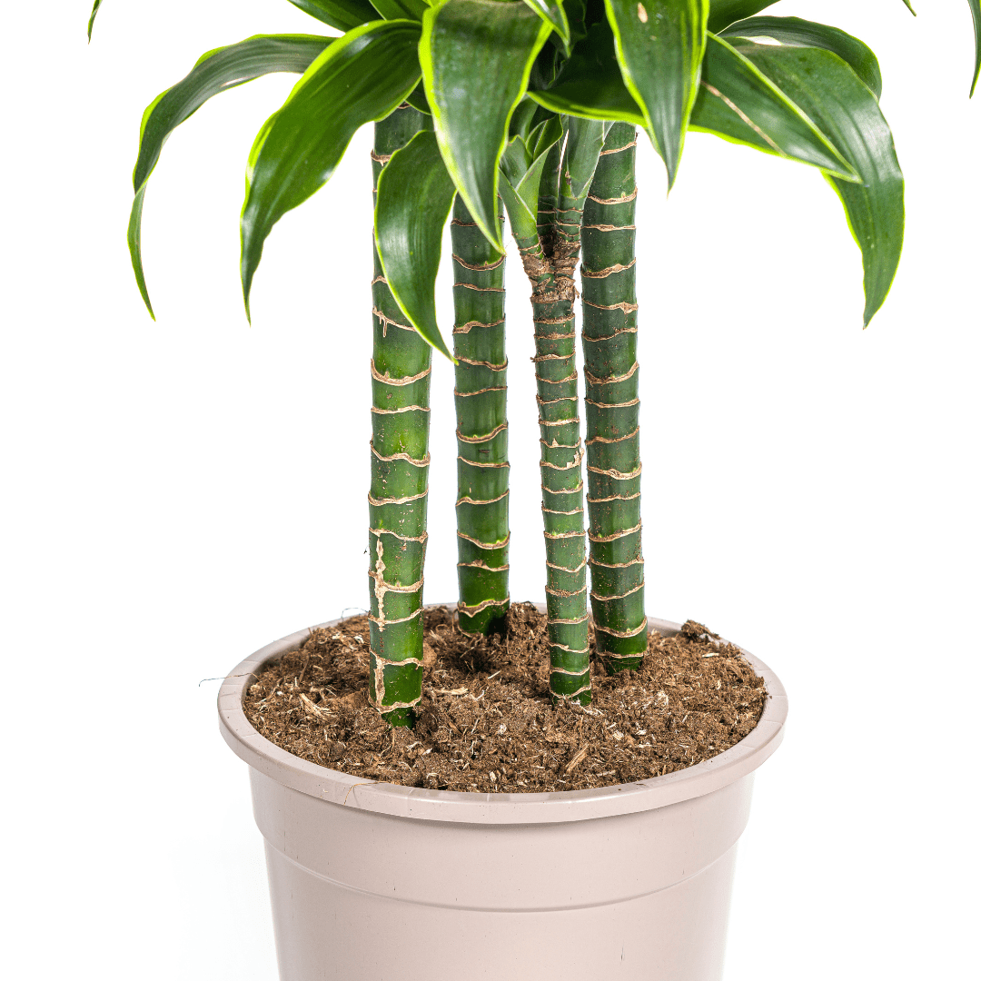 Dracaena Deremensis Dorado Ø27 cm – ↕ 170–190 cm-Planten-Planten Magie