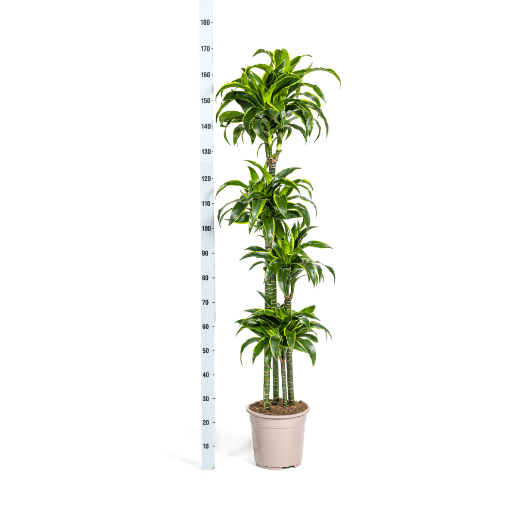 Dracaena Deremensis Dorado Ø27 cm – ↕ 170–190 cm-Planten-Planten Magie
