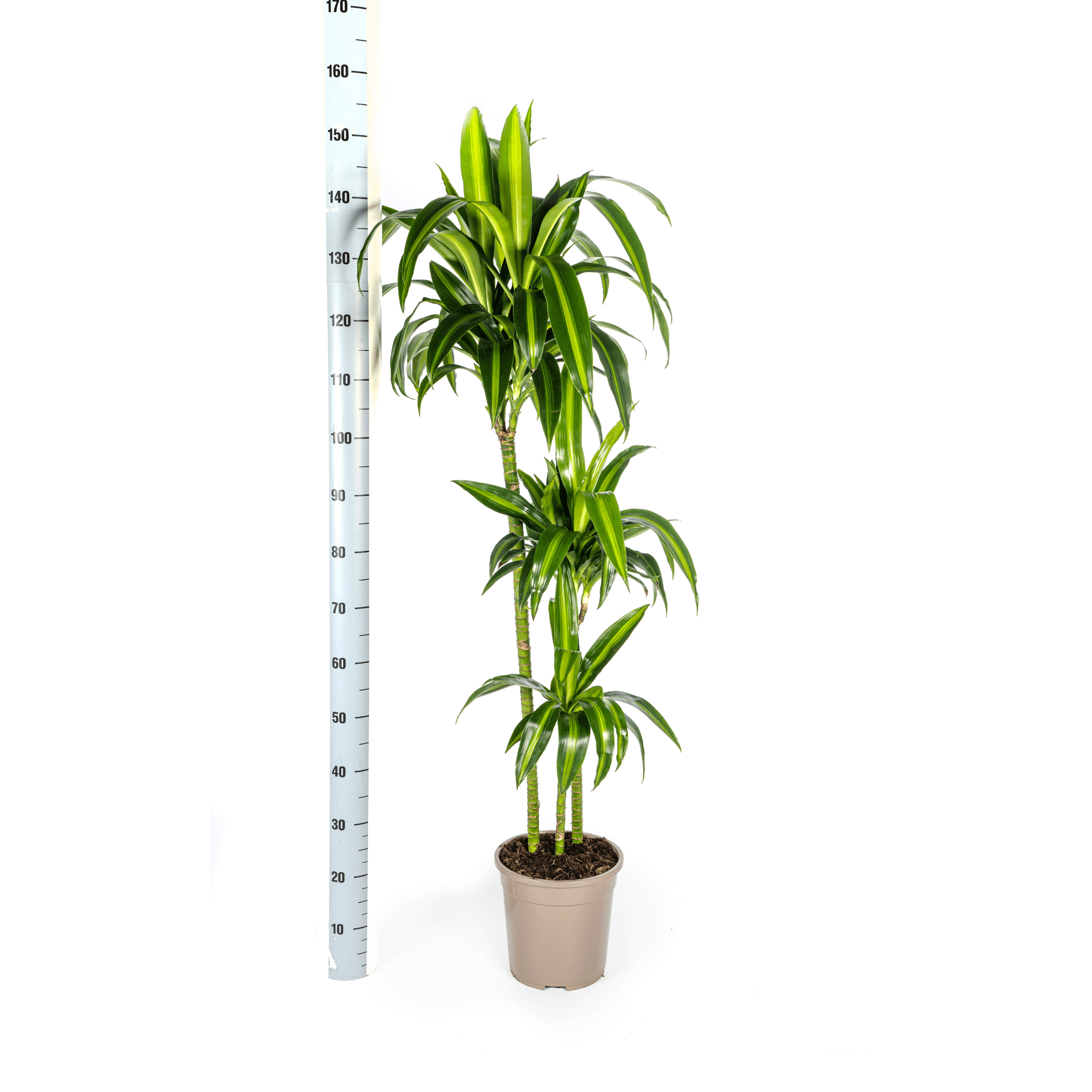 Dracaena Deremensis Hawaiian Sunshine Ø24cm - ↕130 - 150cm-Planten-Planten Magie