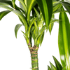 Dracaena Deremensis Hawaiian Sunshine Ø24cm - ↕130 - 150cm-Planten-Planten Magie
