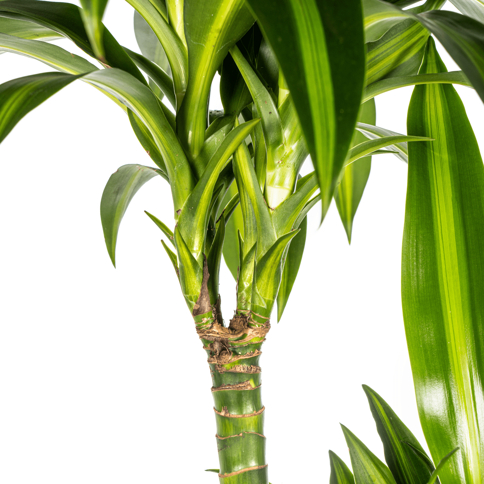 Dracaena Deremensis Hawaiian Sunshine Ø24cm - ↕130 - 150cm-Planten-Planten Magie