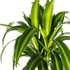 Dracaena Deremensis Hawaiian Sunshine Ø24cm - ↕130 - 150cm-Planten-Planten Magie