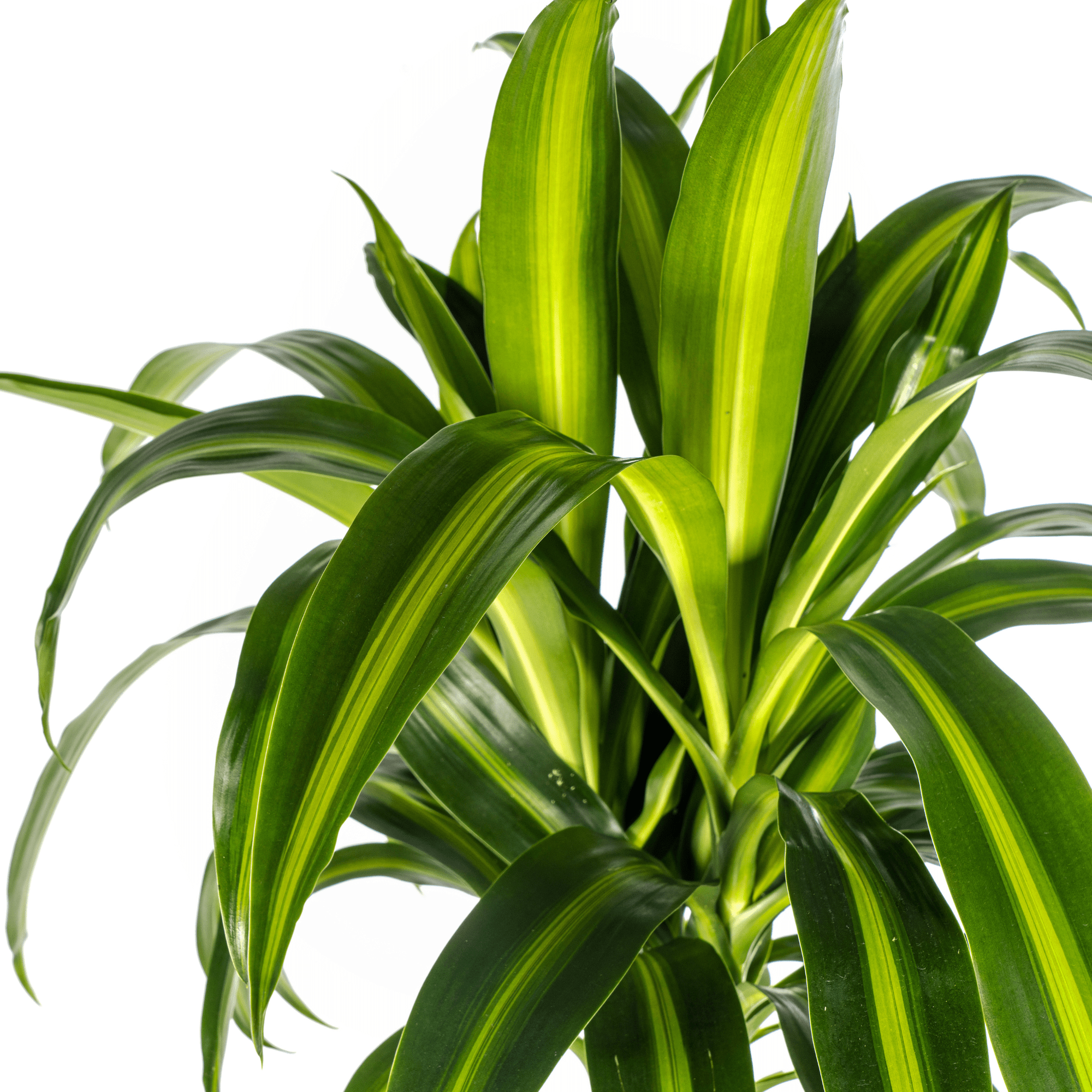 Dracaena Deremensis Hawaiian Sunshine Ø24cm - ↕130 - 150cm-Planten-Planten Magie