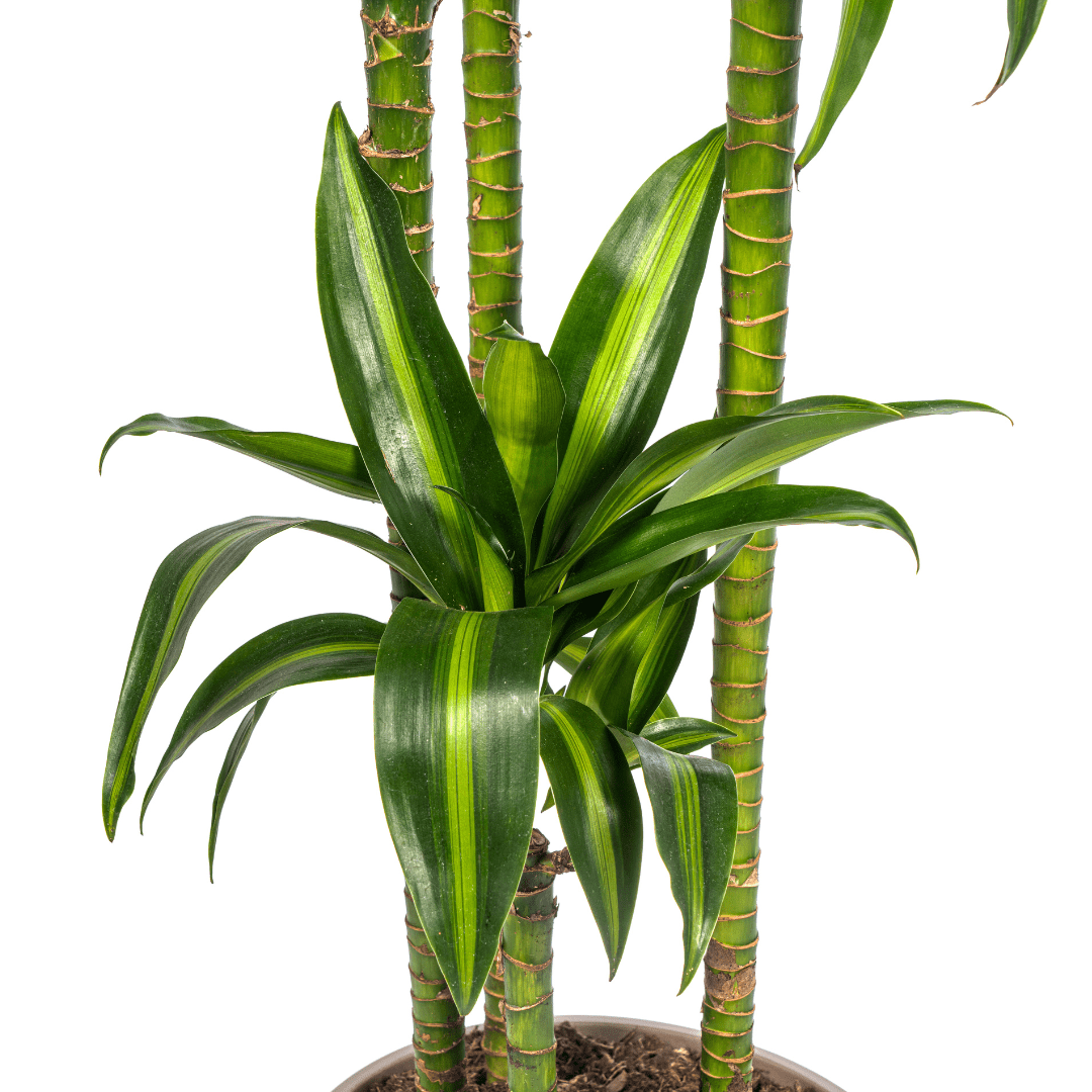 dracaena deremensis hawaiian sunshine Dracaena Deremensis Hawaiian Sunshine Plant