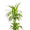 Dracaena Deremensis Lisa Ø19cm - ↕70 - 90cm-Planten-Planten Magie