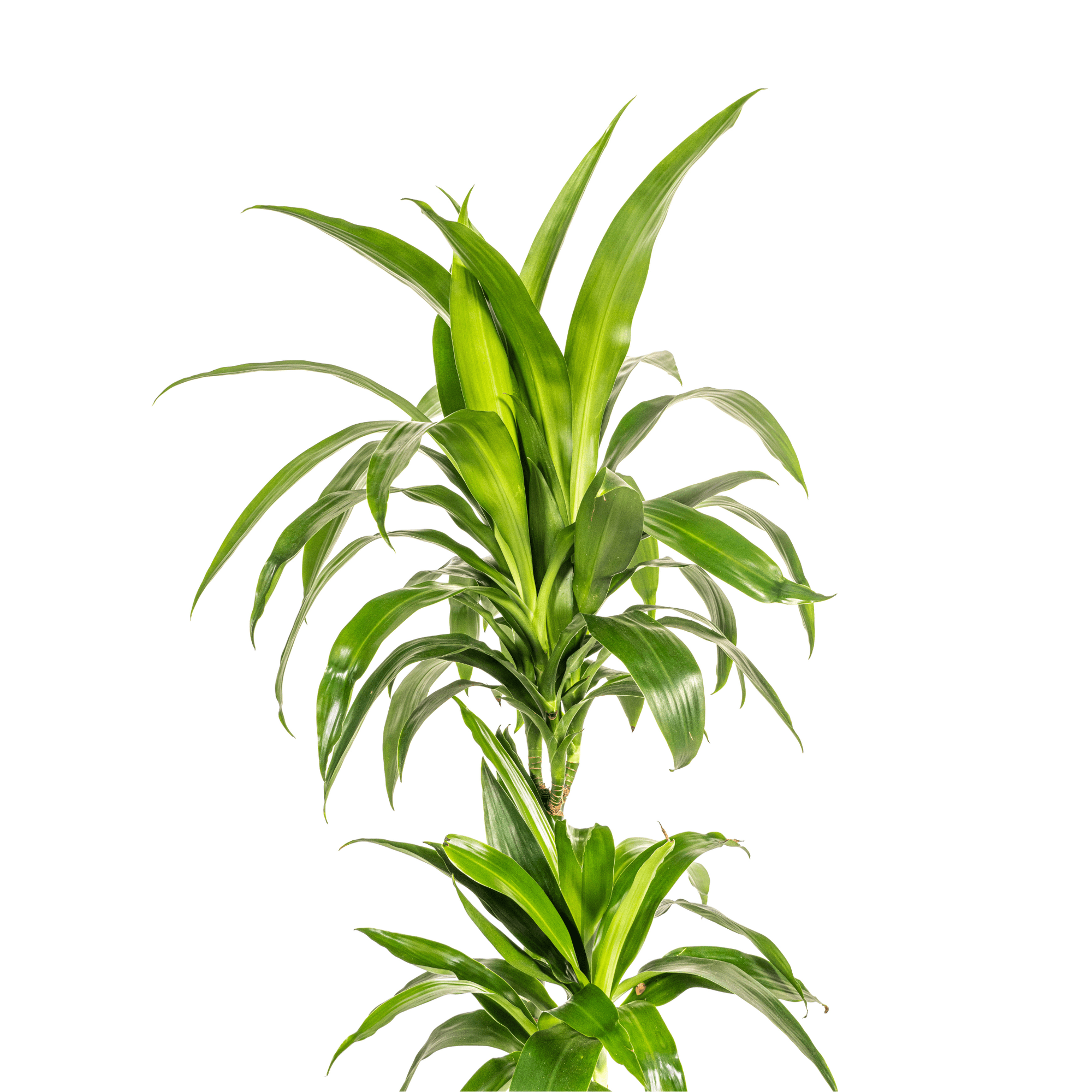 Dracaena Deremensis Lisa Ø19cm - ↕70 - 90cm-Planten-Planten Magie