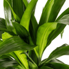 Dracaena Deremensis Lisa Ø19cm - ↕70 - 90cm-Planten-Planten Magie