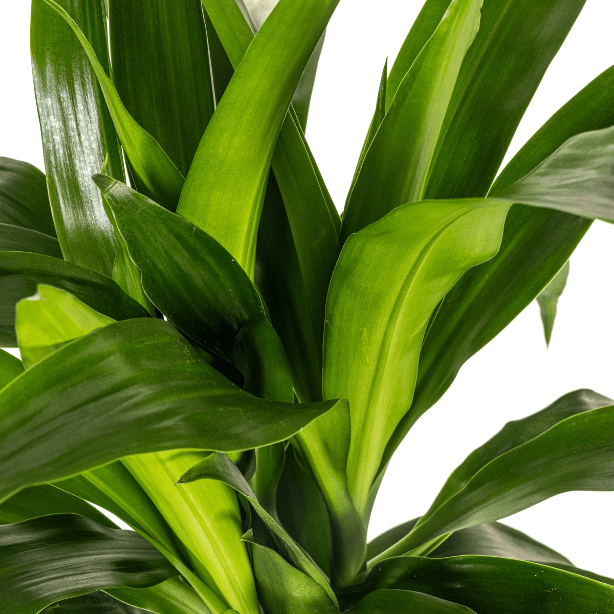 Dracaena Deremensis Lisa Ø19cm - ↕70 - 90cm-Planten-Planten Magie