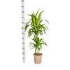 Dracaena Deremensis Lisa Ø19cm - ↕70 - 90cm-Planten-Planten Magie