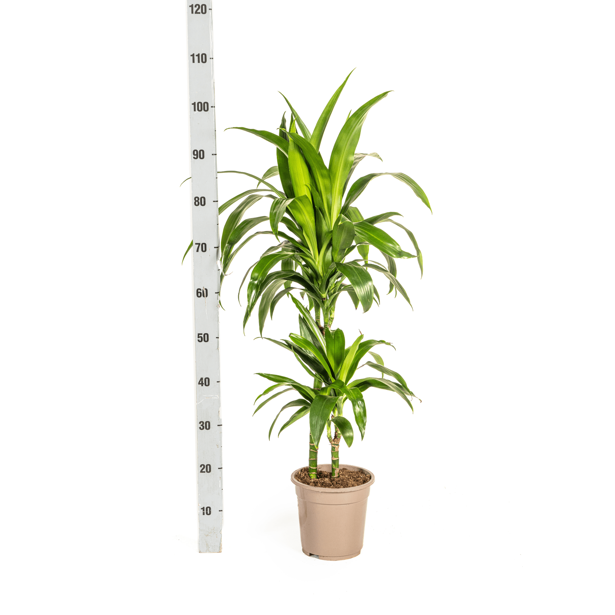 Dracaena Deremensis Lisa Ø19cm - ↕70 - 90cm-Planten-Planten Magie