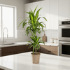 Dracaena Deremensis Lisa Ø19cm - ↕70 - 90cm-Planten-Planten Magie