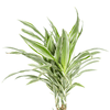 Dracaena Deremensis White Stripe met mand-Planten-Planten Magie