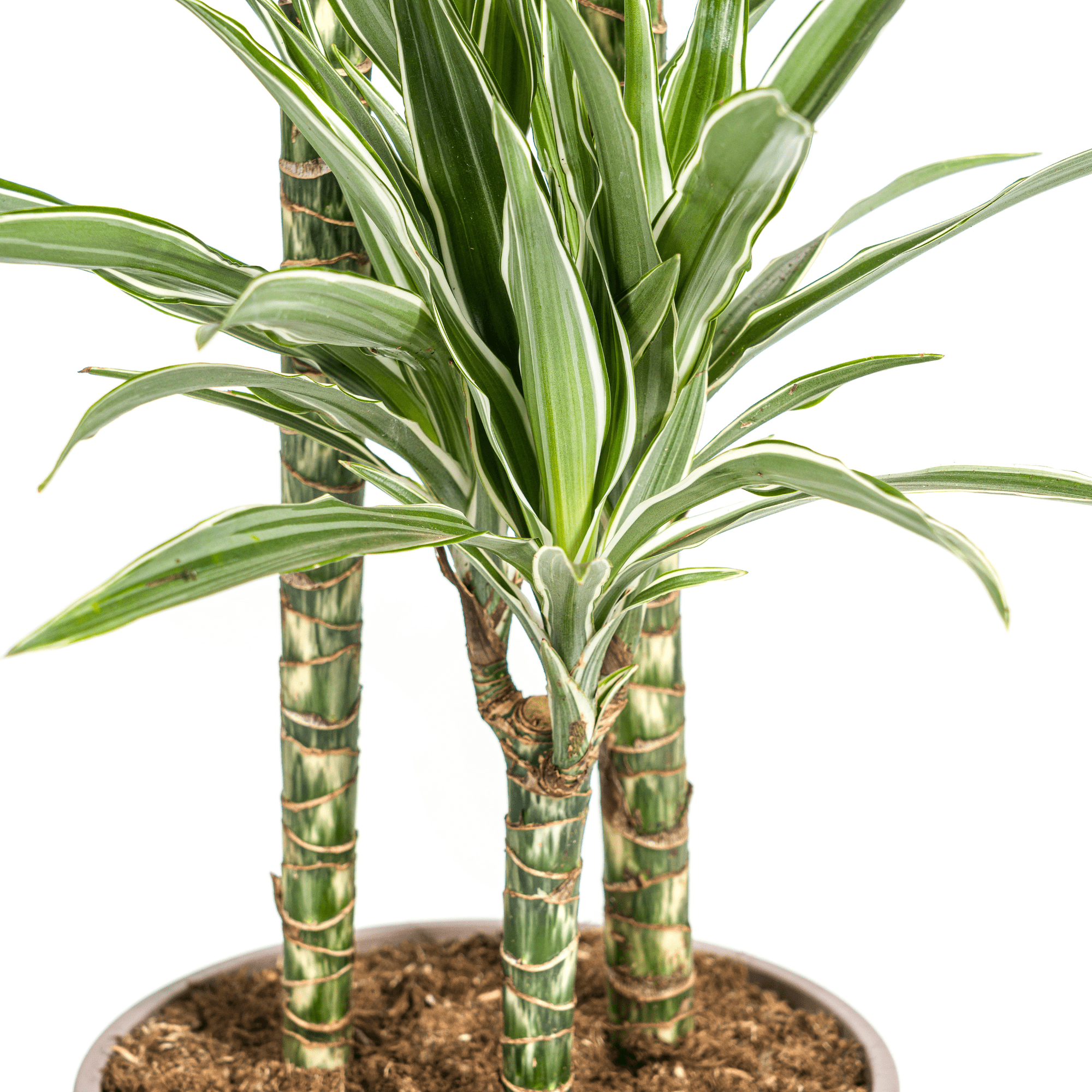 Dracaena Deremensis White Stripe met mand-Planten-Planten Magie