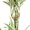 Dracaena Deremensis White Stripe met mand-Planten-Planten Magie