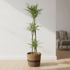 Dracaena Deremensis White Stripe met mand-Planten-Planten Magie
