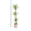 Dracaena Deremensis White Stripe met mand-Planten-Planten Magie