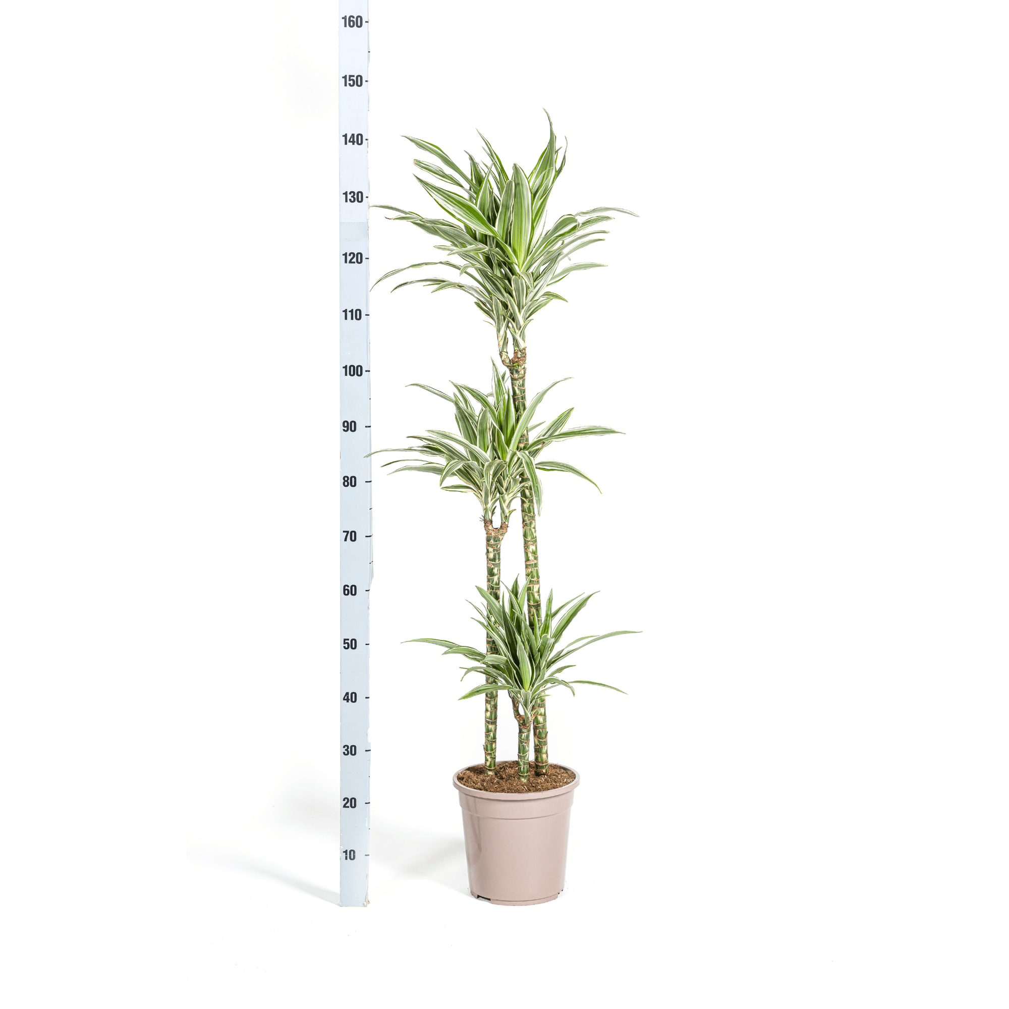 Dracaena Deremensis White Stripe met mand-Planten-Planten Magie