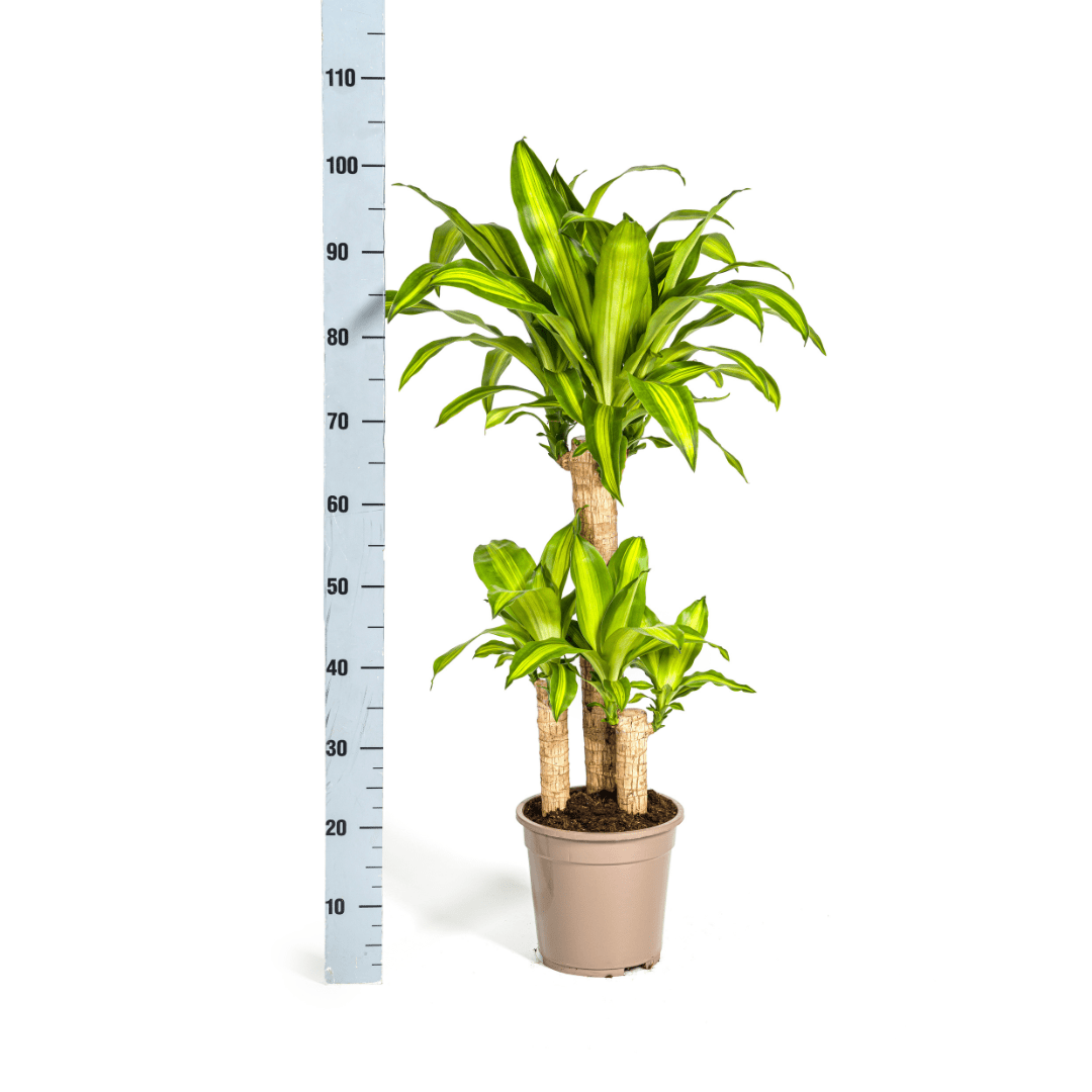 dracaena massangeana ikea Dracaena Fragrans Massangeana 110cm – Plant
