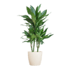 Dracaena Janet Lindt met Sofia mand naturel - 95cm - Ø21 - Planten - plantenmagie