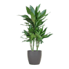 Dracaena Janet Lindt met Sofia mand naturel - 95cm - Ø21 - Planten - plantenmagie