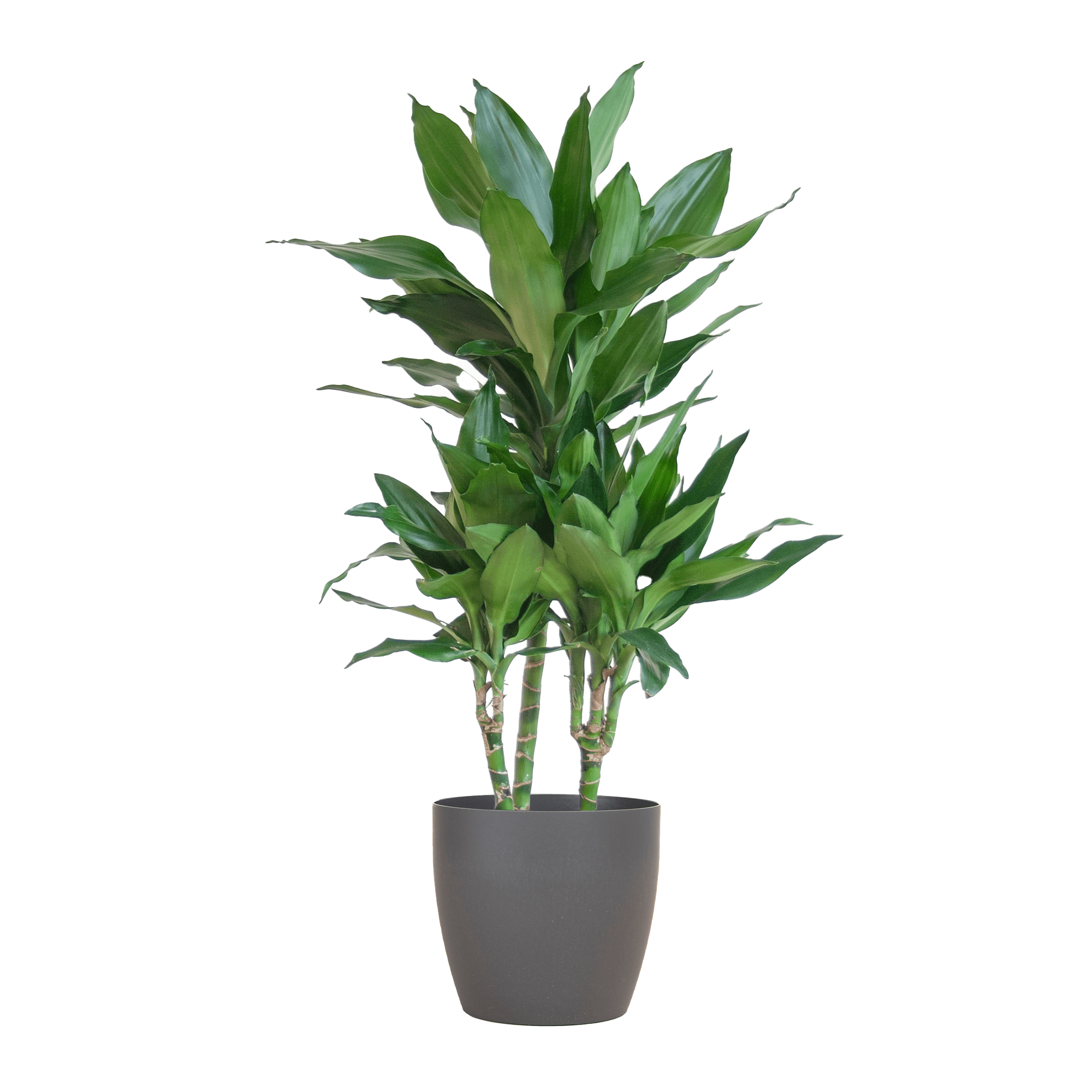 Dracaena Janet Lindt met Sofia mand naturel - 95cm - Ø21 - Planten - plantenmagie