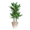 Dracaena Janet Lindt met Sofia mand naturel - 95cm - Ø21 - Planten - plantenmagie