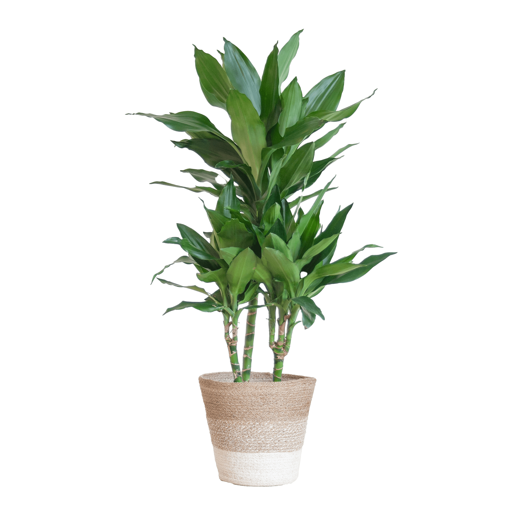 Dracaena Janet Lindt met Sofia mand naturel - 95cm - Ø21 - Planten - plantenmagie