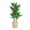 Dracaena Janet Lindt met Sofia mand naturel - 95cm - Ø21 - Planten - plantenmagie