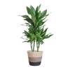 Dracaena Janet Lindt met Sofia mand naturel - 95cm - Ø21 - Planten - plantenmagie