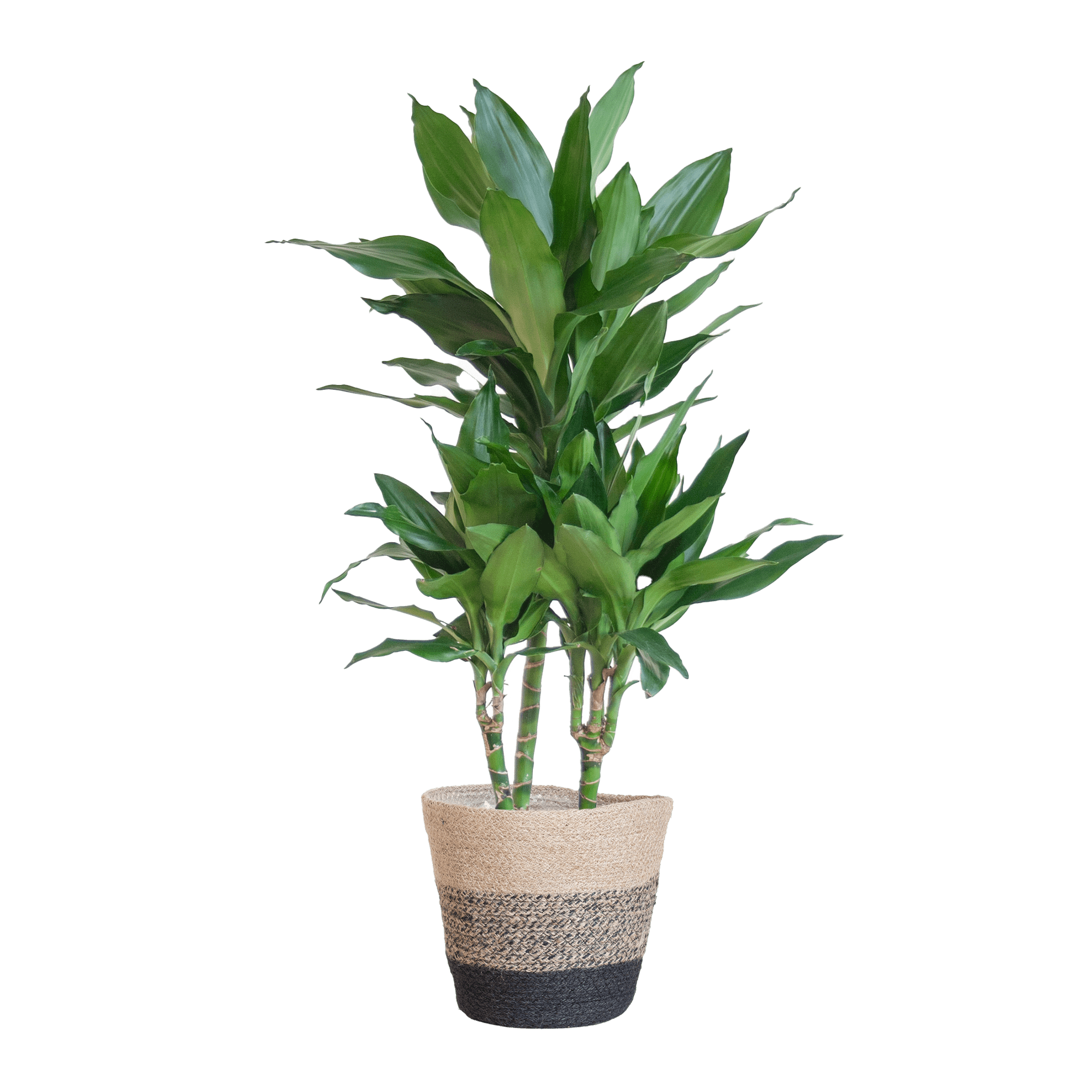 Dracaena Janet Lindt met Sofia mand naturel - 95cm - Ø21 - Planten - plantenmagie