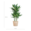 Dracaena Janet Lindt met Sofia mand naturel - 95cm - Ø21 - Planten - plantenmagie